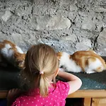 Kendlgut Am Biobauernhof Inklusive Unbegrenztem Eintritt In Alpentherme Апартаменты *