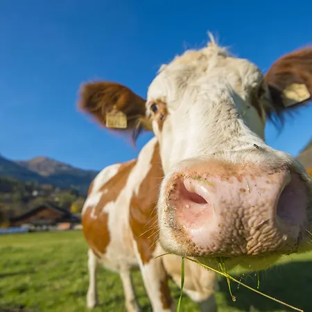 Apartment Kendlgut Am Biobauernhof Inklusive Unbegrenztem Eintritt In Alpentherme *