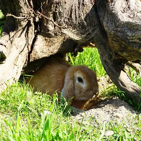 Apartment Kendlgut Am Biobauernhof Inklusive Unbegrenztem Eintritt In Alpentherme *