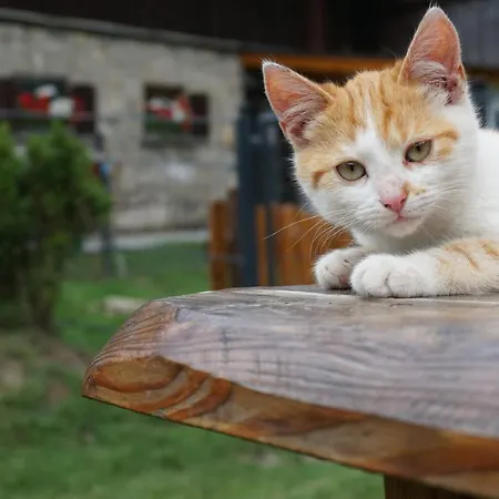 Kendlgut Am Biobauernhof Inklusive Unbegrenztem Eintritt In Alpentherme * Bad Hofgastein
