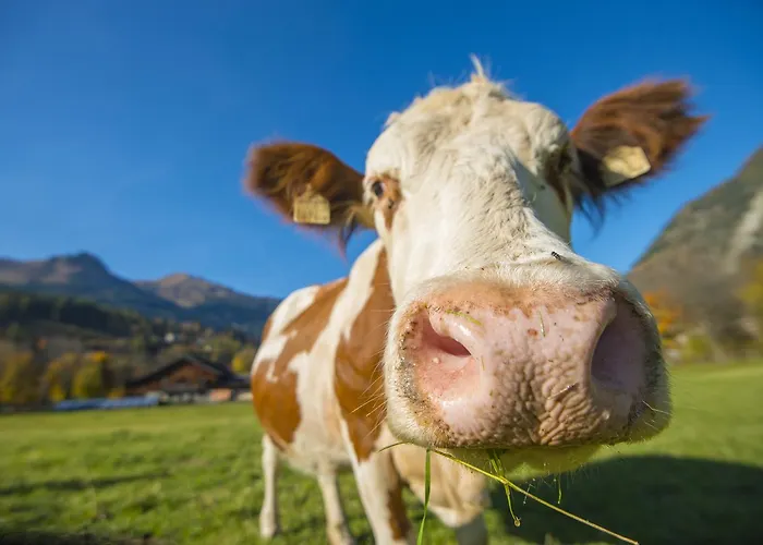 Appartamento Kendlgut Am Biobauernhof Inklusive Unbegrenztem Eintritt In Alpentherme *