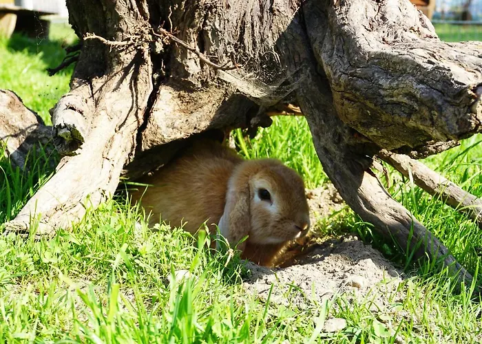 Appartement Kendlgut Am Biobauernhof Inklusive Unbegrenztem Eintritt In Alpentherme *