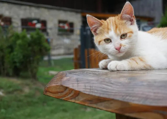 Kendlgut Am Biobauernhof Inklusive Unbegrenztem Eintritt In Alpentherme * Bad Hofgastein